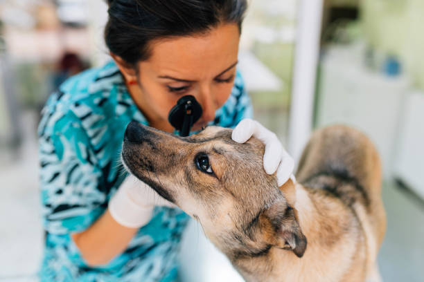 проверка глаз - vet veterinary medicine dog doctor стоковые фото и изображения