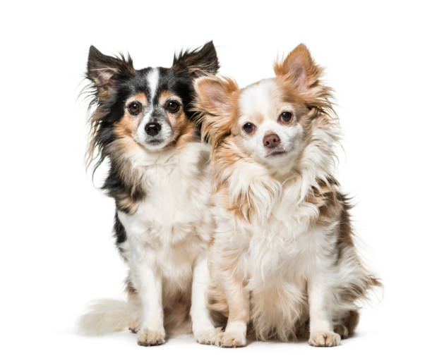 istock Mixed-breed dog , 7 and 5 years old, sitting against white background 959861326