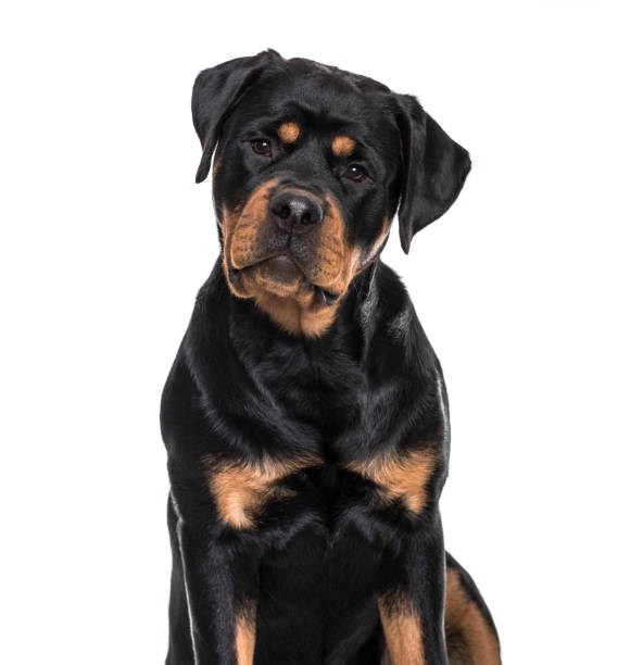 istock Rottweiler dog sitting against white background 959861600
