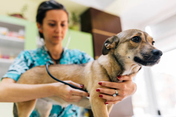 istock Verify the heartbeats at the vet 959861688