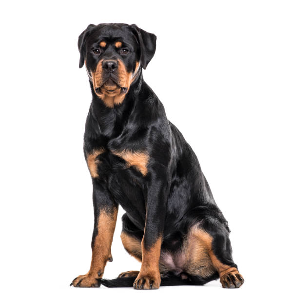 istock Rottweiler dog sitting against white background 959861810