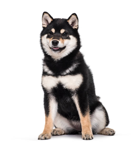 Shiba Inu puppy , 4.5 months old, sitting against white background Shiba Inu puppy , 4.5 months old, sitting against white background shiba inu photos stock pictures, royalty-free photos & images