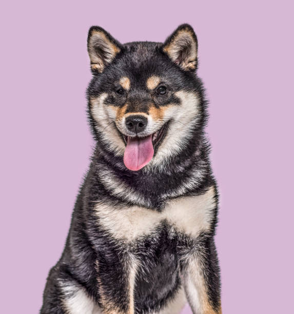 Shiba Inu puppy , 4.5 months old, sitting against purple background Shiba Inu puppy , 4.5 months old, sitting against purple background shiba inu black and tan stock pictures, royalty-free photos & images