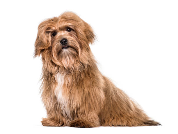 istock Havanese dog , 8 months old, sitting against white background 959864326