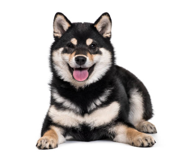 Shiba Inu puppy , 4.5 months old, lying against white background Shiba Inu puppy , 4.5 months old, lying against white background shiba inu black and tan stock pictures, royalty-free photos & images