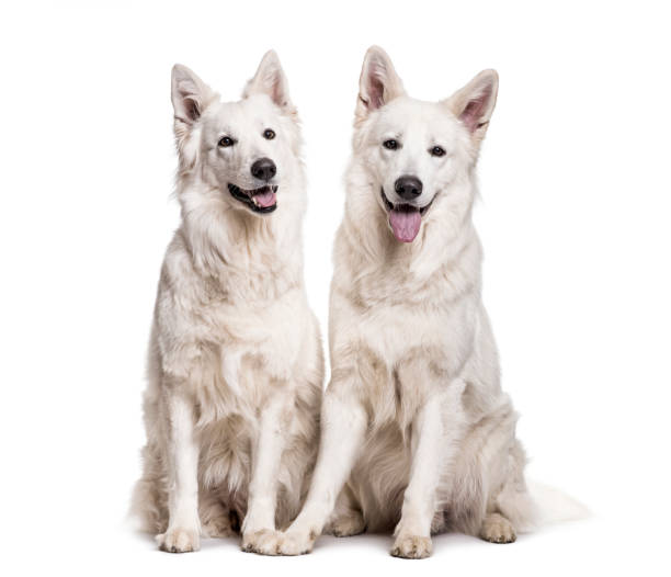 istock Swiss White Shepherd dogs sitting against white background 959864866