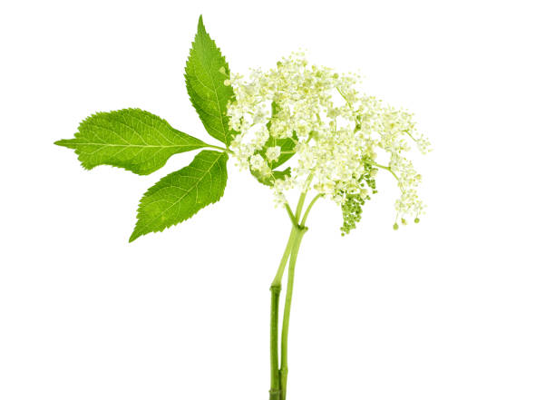 istock Elderberry flower isolated on a white background. Sambucus nigra. 959864926