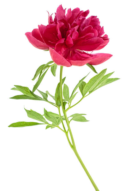 istock Red peony flower isolated on white background 959864998