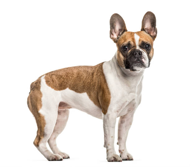 istock French Bulldog , 3 years old, standing against white background 959866022