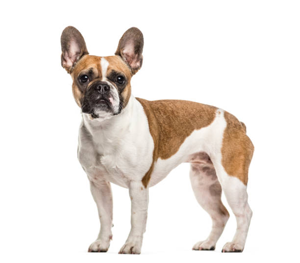 istock French Bulldog , 3 years old, standing against white background 959866050