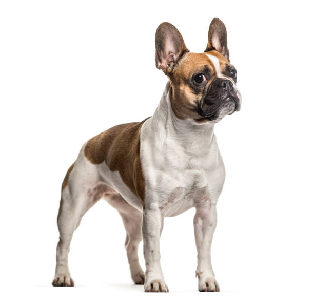 istock French Bulldog , 3 years old, standing against white background 959866174