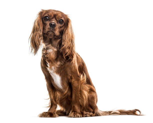 istock Cavalier King Charles Spaniel , 1 year old, sitting against white background 959866330