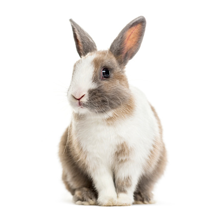 Conejo, 4 meses de edad, sentada sobre fondo blanco photo
