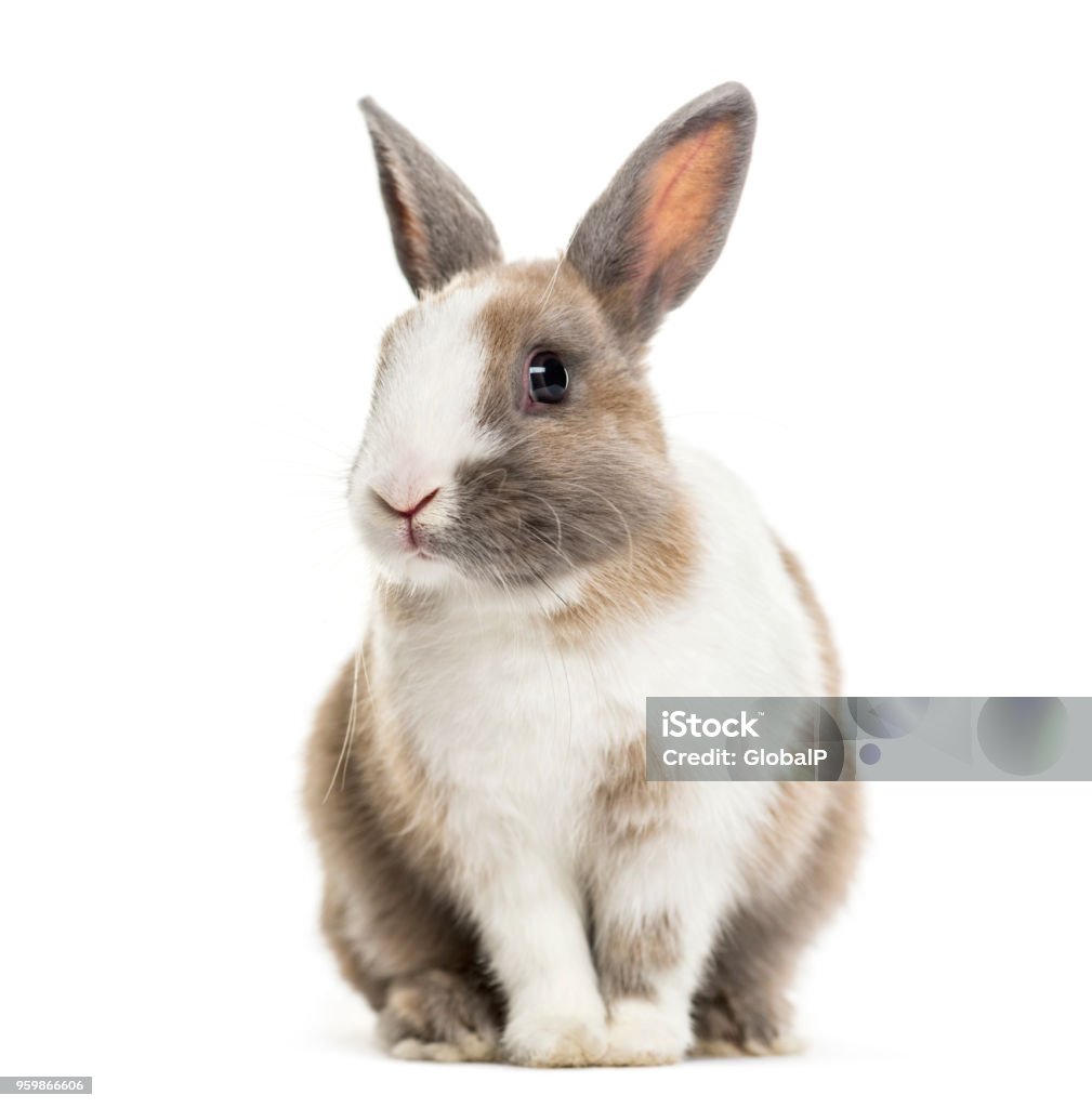 토끼, 4 개월, 흰색 배경에 앉아 - 로열티 프리 토끼 스톡 사진