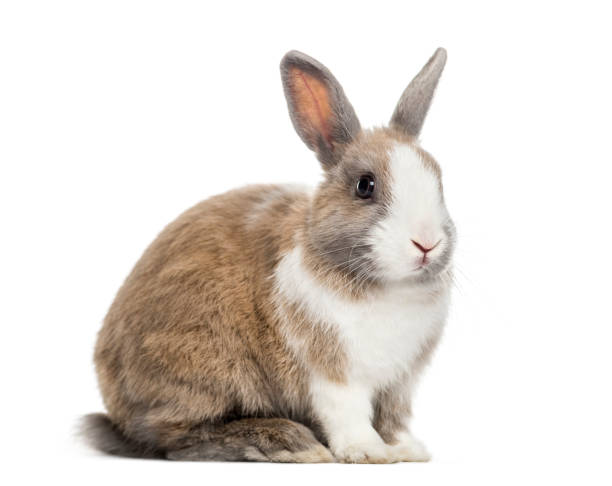 istock Rabbit , 4 months old, sitting against white background 959866654
