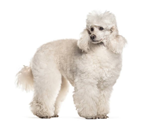 istock Poodle dog , 6 years old, standing against white background 959866690