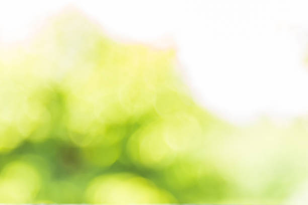 istock Green and white bokeh of nature background. 959866760