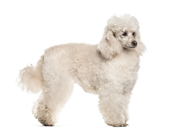 istock Poodle dog , 6 years old, standing against white background 959866798