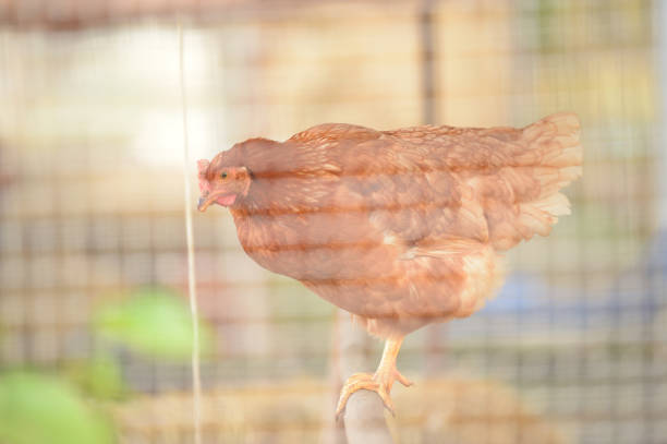 Closeup of chickens on a farm in nature