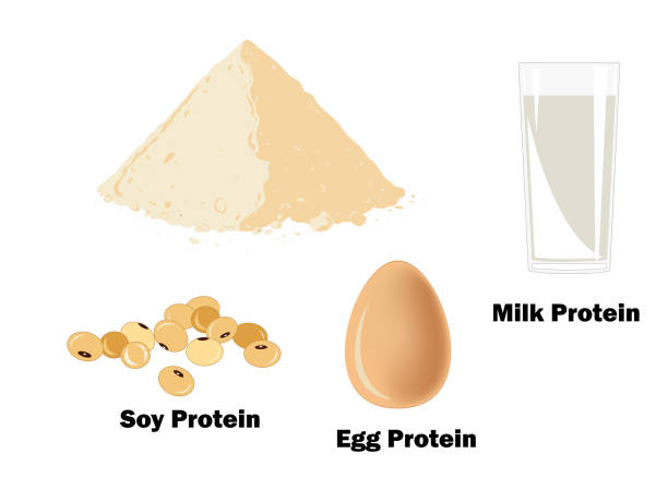 główne źródła białka dla kulturystów - protein concentrate stock illustrations