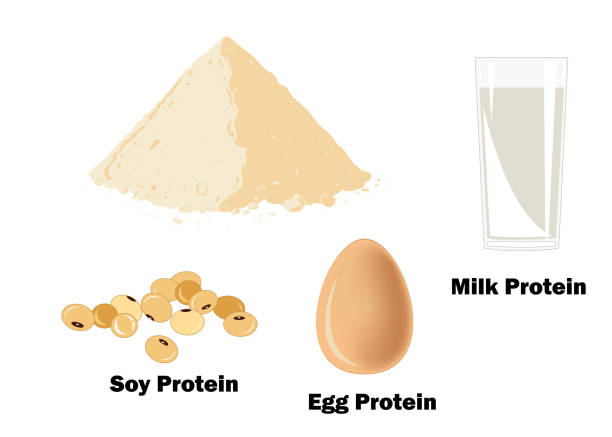 ilustrações, clipart, desenhos animados e ícones de as principais fontes de proteína para fisiculturistas - whey protein concentrate