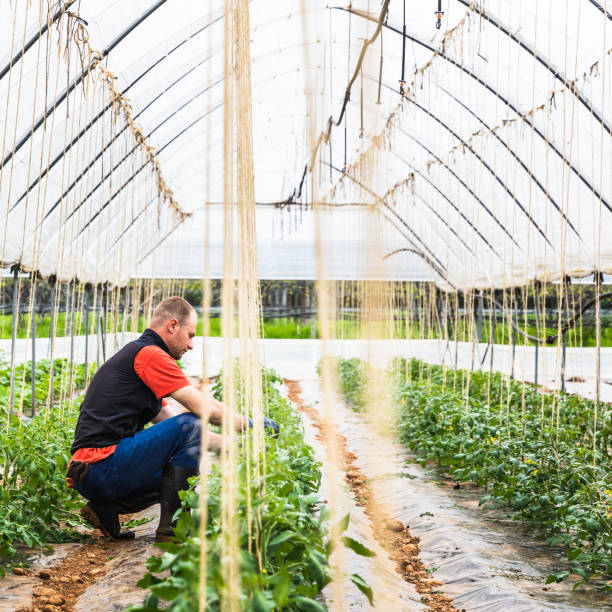 istock Man checking tomato seedlings in greenhouse 959874720
