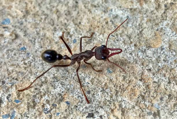 Inch Ant, Bull Ant - Myremecia Forficata stock photo