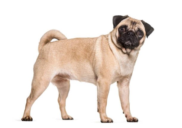 Pug dog standing  against white background Pug dog standing  against white background pug isolated stock pictures, royalty-free photos & images