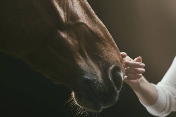 istock Her horse - hand stroking horse 959876362