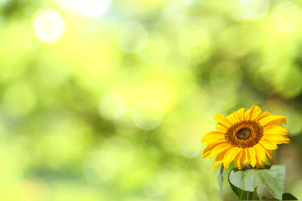 Natural grown sunflower in front of blurry background with beautiful bokeh