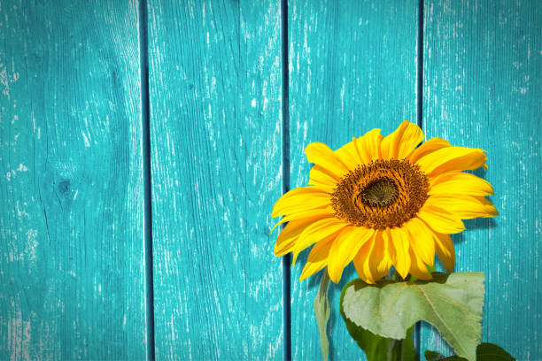Natural grown sunflower in front of a blue wooden wall in scandinavian style