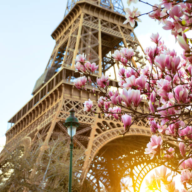 Blossoming magnolia against the background of the Eiffel Tower Blossoming magnolia against the background of the Eiffel Tower paris fashion stock pictures, royalty-free photos & images