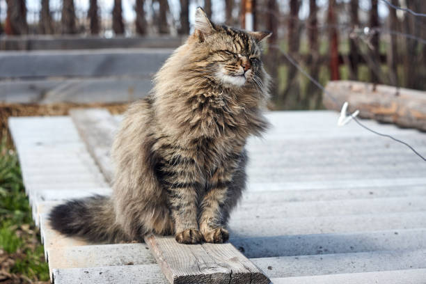 istock turned head wink siberian cat in spring garden 959878788