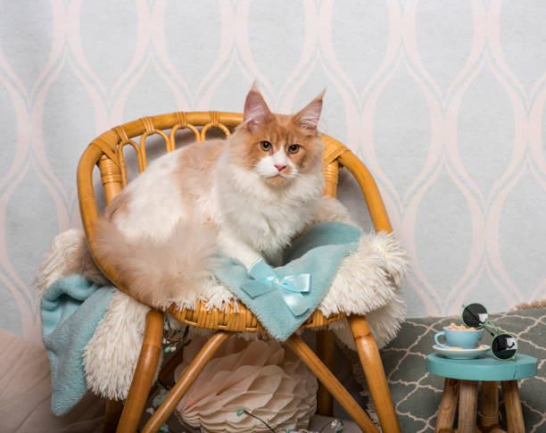 istock Maine coon cat sitting on chair in studio, portrait 959879080