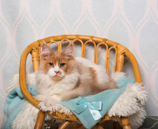 istock Maine coon cat sitting on chair in studio, portrait 959879192