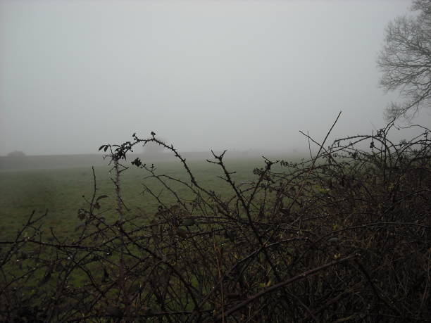 istock Spooky bramble hedgerow in fog 959879524