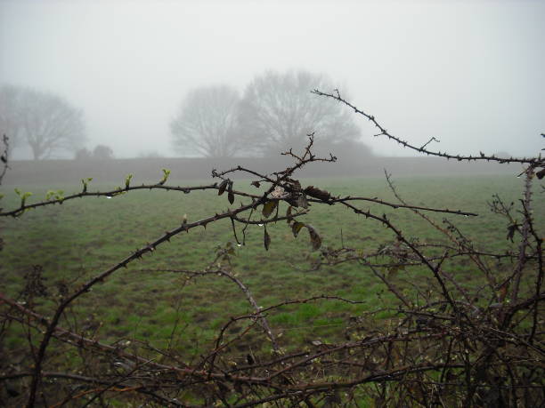 istock Spooky bramble hedgerow in fog 959880090