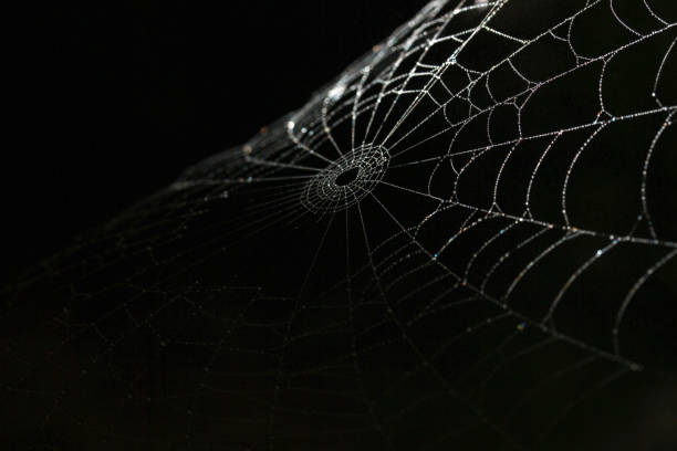 黒の背景の詳細については絹クモの巣 - クモの巣 ストックフォトと画像