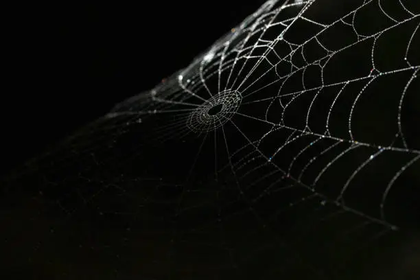 Photo of spiderweb silk details on black background