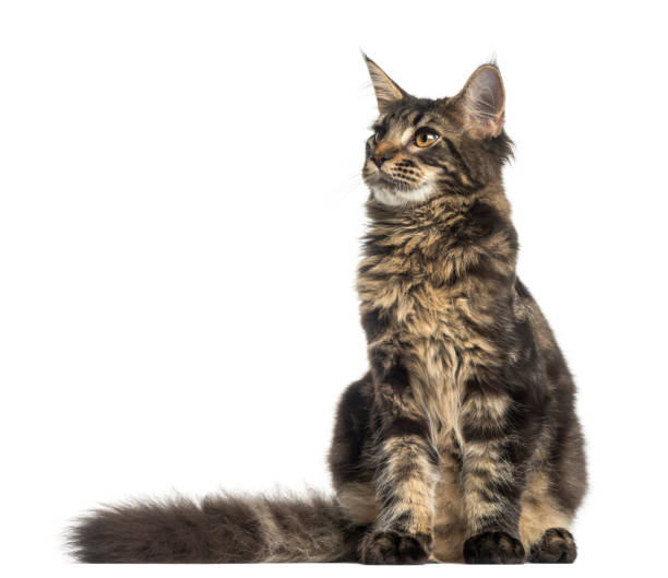 istock Maine Coon kitten sitting, looking up, 4 months old, isolated on white 959880490