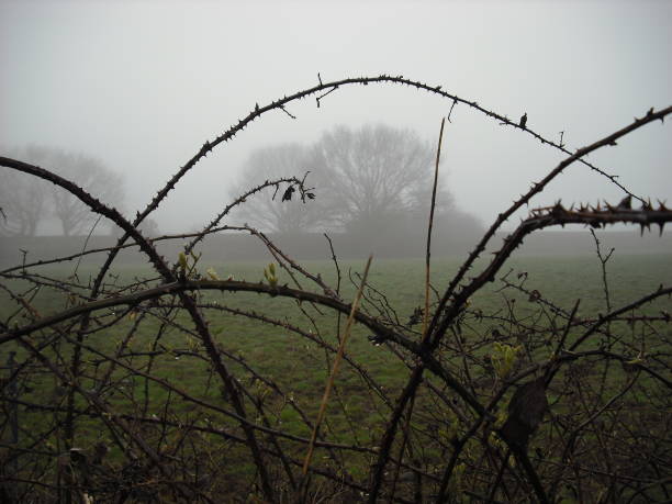 istock Spooky bramble hedgerow in fog 959880494