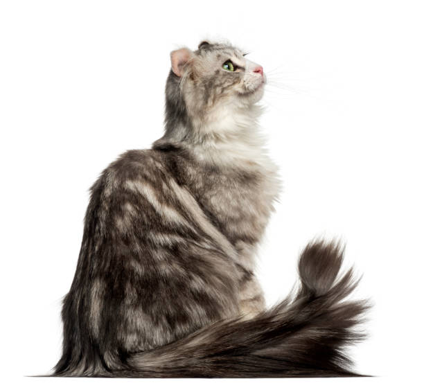 istock Side view of an American Curl sitting, looking up, isolated on white 959880598