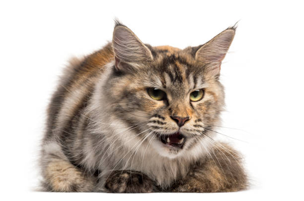 istock Front view of an angry Main Coon, lying, isolated on white 959880678