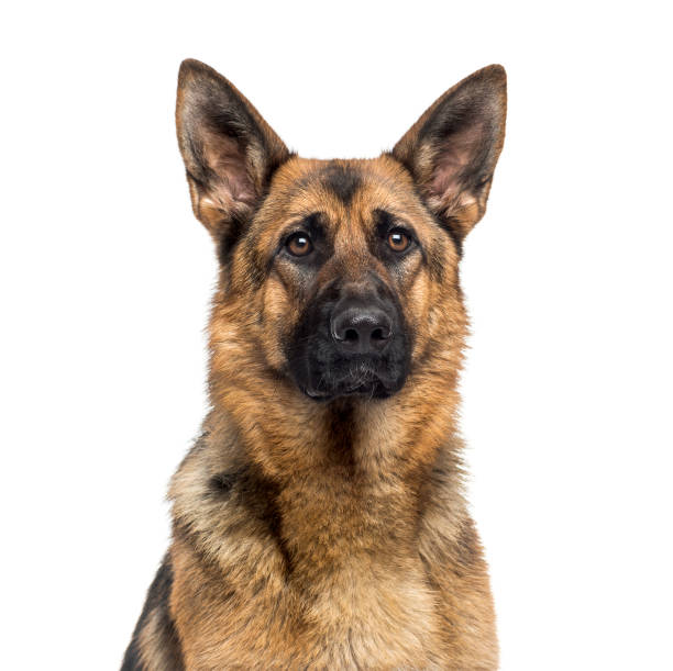 istock Close-up of a German Shepherd Dog (1 year old) 959880686