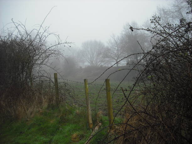 istock Spooky bramble hedgerow in fog 959880818