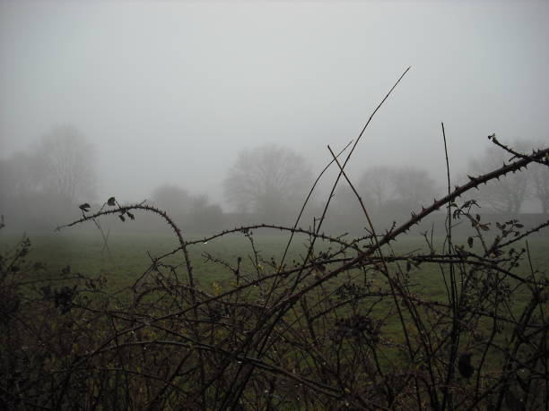 istock Spooky bramble hedgerow in fog 959880890