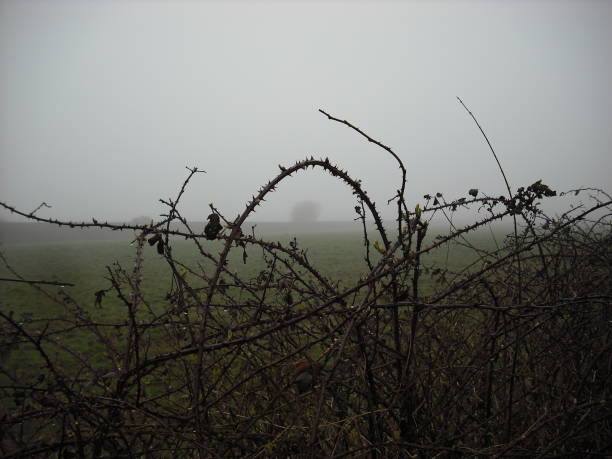 istock Spooky bramble hedgerow in fog 959881048