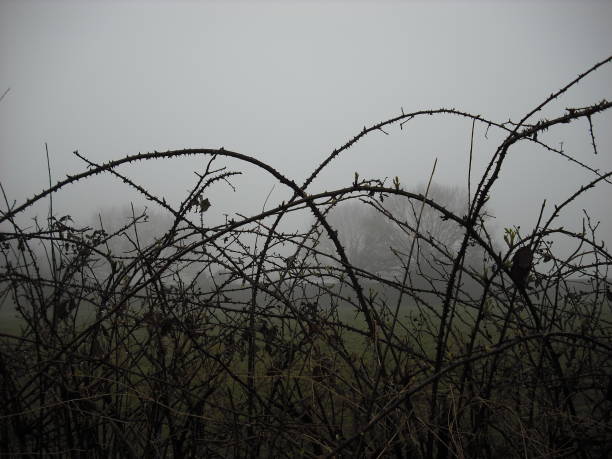 Spooky bramble hedgerow in fog Thorny blackberry bramble plant (Rubus fruticosus) with leaves, stems and thorns in a hedgerow on a spooky foggy day in Norfolk, England, UK. bramble thorns stock pictures, royalty-free photos & images
