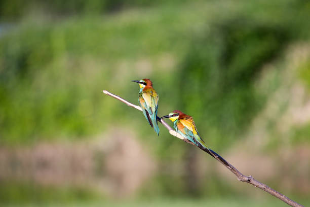 istock European Bee-eater couple (Merops apiaster) on brunch 959881318