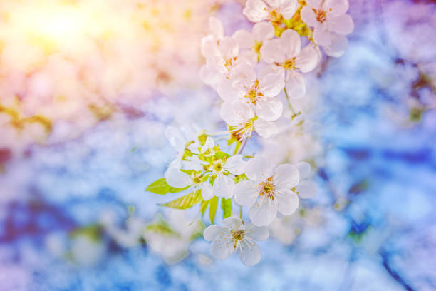 istock blossoming branch of cherry tree on blurred sunny background 959881450